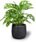 SMPLY. | Monstera Adansonii Natural Viva | Altura Aproximada 30 cm | Monkey Monstera | Planta de Interior muy Decorativa | Ideal para el Hogar o para Regalar | En maceta M12
