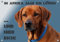 Petsigns Hundeschild Rhodesian Ridgeback - wetterbeständiges Metall Warnschild, DIN A5