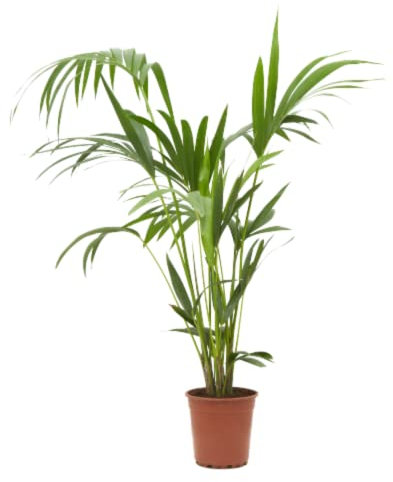 Verdecora Kentia | Howea Forsteriana | Planta verde natural de interior | Palmera tropical resistente | Para Hogar y Oficina (Maceta 3L)
