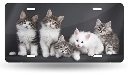 Lustiges Fünf-Kätzchen-Katzen-Nummernschild vorne, dekorativ, Neuheit, Auto-Schild, Auto-Tag, Vanity-Geschenk, Metall-Aluminium-Schild für Damen/Herren, 30,5 x 15,2 cm, Wanddekoration