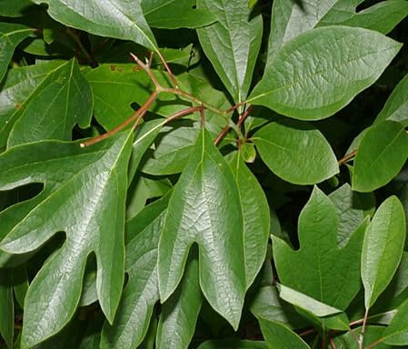 60 Stück Sassafras-Baumsamen