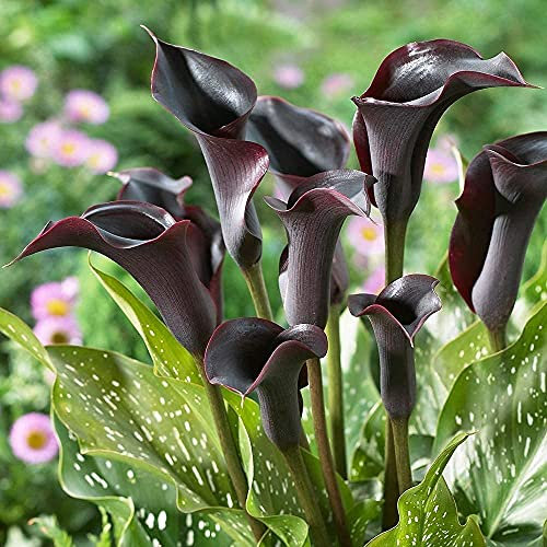 FStening 3 Stück Einzigartig Calla Lilien Zwiebeln Einfach Im Terrassenhof Zu Pflanzen Auffällige Schwarze Blumen Geeignet Für Die Dekoration Von Blumensträußen