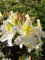 weiß mit gelbem Fleck blühende Garten Azalee Rhododendron luteum Daviesii 50-60 cm hoch im 5 Liter Pflanzcontainer