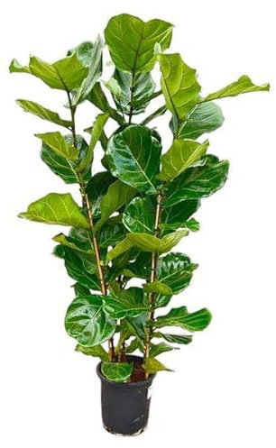 Feigenbaum - Ficus Lyrata Strauch - Zimmerpflanze - 165 cm - Ø30cm