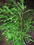 Sequoia sempervirens COAST REDWOOD Seeds!