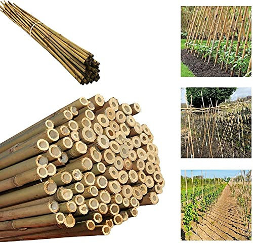 Gardens 2Ft,3Ft,4Ft,5Ft,6Ft,7Ft,8FT,10Ft Strong Heavy Duty Professional Bamboo Plant Support Garden Canes (10, 2ft, 12-14 mm)