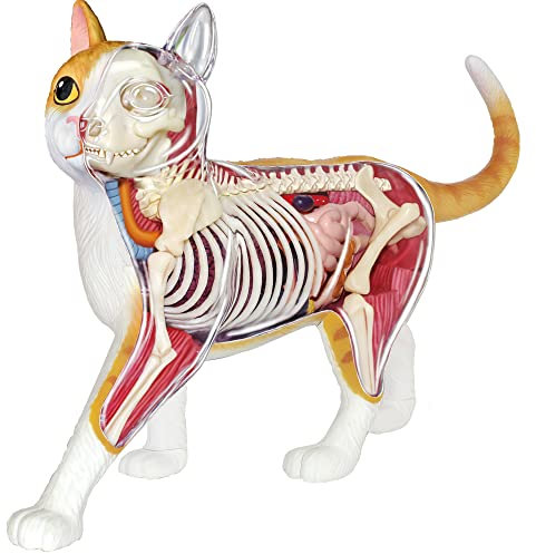 EXPLORA - Chat - Zoologie - 546008 - Realistisches Modell mit 28 Teilen - Montageanleitung und Bildungsquiz - Entdeckungskit - Kinderspiel - Wissenschaftlich - Bildend - Unterhaltsam - Ab 8 Jahren