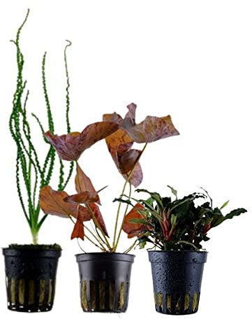AquaOne Aquarium Pflanzen i 3x Wasserpflanzen Set Exclusiv i Aquarienpflanzen Crinum calamistratum Bucephalandra 'Kedagang' Nymphea Lotus Aquascaping