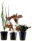 AquaOne Aquarium Pflanzen i 3x Wasserpflanzen Set Exclusiv i Aquarienpflanzen Crinum calamistratum Bucephalandra 'Kedagang' Nymphea Lotus Aquascaping
