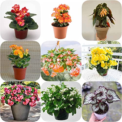 Semi Di Begonia - Dai Vita Al Tuo Giardino Con Semi Di Fiori Di Campo Begonia, Semi Esotici Di Piante Naturali Da Esterno - 50 Pezzi (Multicolore)