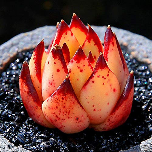 Portal Cool Pianta grassa Live - Echeveria giallo 'Ebony' 3cm - Graden bella pianta rara