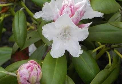 Rhododendron yakushimanum Blankenese - Ball Alpenrose 30-40cm