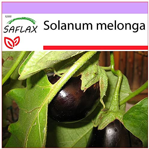 SAFLAX - Melanzana - 20 semi - Solanum melonga