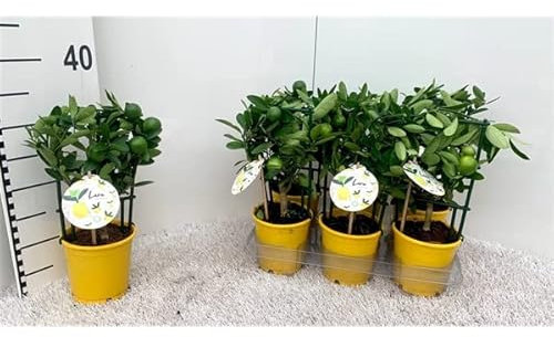 Citrus Plant - Lemon Tree - Indoor House comservatory houseplant in 15cm Pot