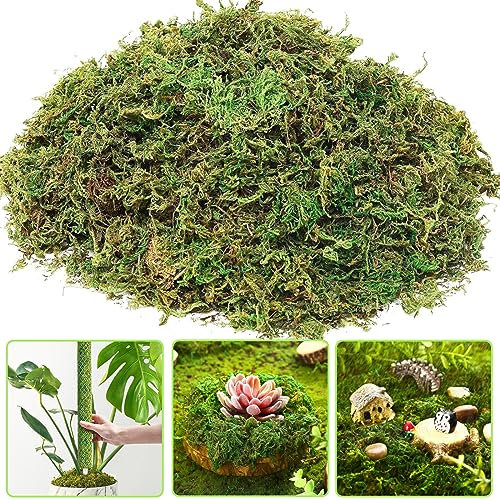 150g Premium Natürliches Moos Getrocknet für Pflanzen, Sphagnum Moos für Topfpflanzen Orchideen Terrarium Blumenerde, Grünes Moos Dekoratives für Reptilien, Terrarium Dekoration & Basteln