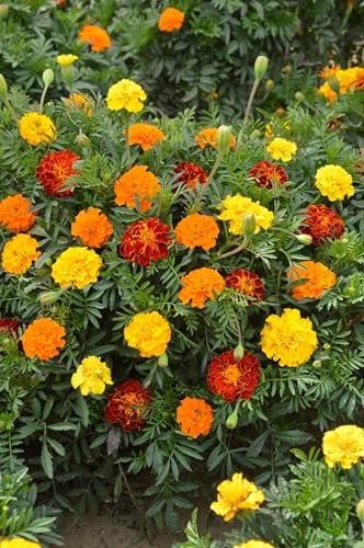 PREMIER SEEDS DIRECT - Marigold TAGETES Bonita Mix Organic Seeds (450-Seeds)