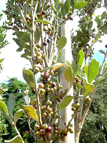 Semillas de Hoya Kerrii para plantar | Ideal para Bonsái y Jardín | Semillas de plantas familiares | 100 semillas