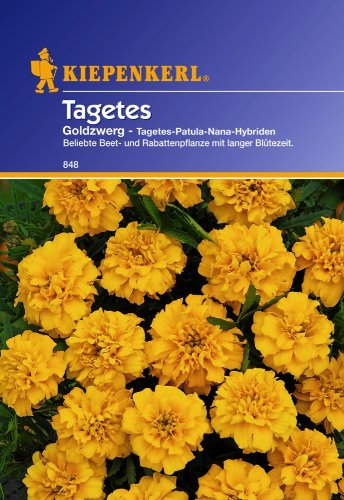 Kiepenkerl Tagetes Goldzwerg