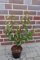 5st. Portugiesischer Kirschlorbeer 80-100cm XXL Buschig im Topf Kirschlorbeer Prunus lusitanica 'Angustifolia' Lorbeer Gartenhecke Sichtschutz
