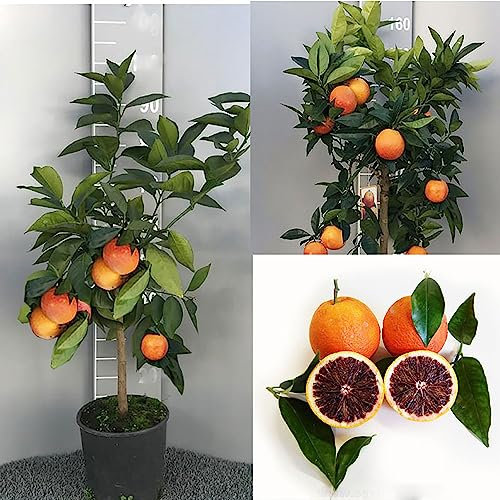 SAVINI VIVAI Pianta di Arancio Albero di Agrumi Arancio Moro in Vaso da 20 cm Altezza 70 cm 2-3 Anni di innesto Made Italy