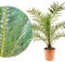 Meine Orangerie Phoenix Canariensis - frostharte, robuste Palme im Ø 24cm Topf - Kanarische Dattelpalme - Höhe inkl Topf 110-120cm