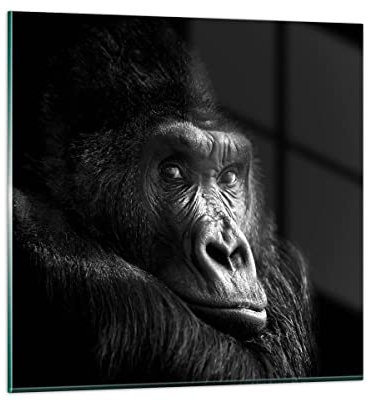 Bilder auf Glas 70x70cm Glasbild Affe Gorilla Porträt Groß Wanddeko Bild im Glas Schlafzimmer Küche Deko Wandbilder Dekoration Wohnzimmer Modern Wall Decor Glasdruck Wand Kunstdruck Art GAC70x70-5007