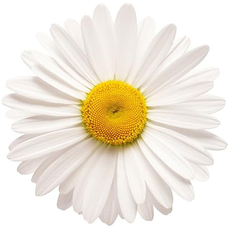 Winter Flowering Plants - Bellis - Daisy 'White' - 6 x Full Plant Pack - Bellis Plants - Bedding Plants - Daisy Plants - Garden Ready + Ready to Plant - Premium Quality Plants