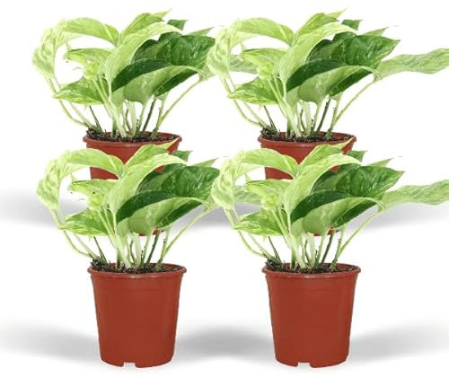 Efeutute – Epipremnum Marble Queen – 4 Pflanzen – Ø12cm – Höhe ca. 15cm – Zimmerpflanze mit marmorierten Blättern – Kletter- & Hängepflanze für Wohnzimmer & Büro