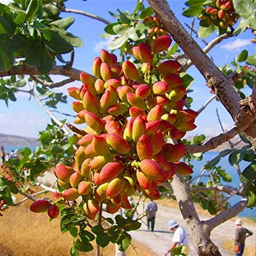 Portal Cool Nuss-Baum-Ernährungspistazien-Samen Pistacia-seltene Frucht-tropische Anlage im Freien
