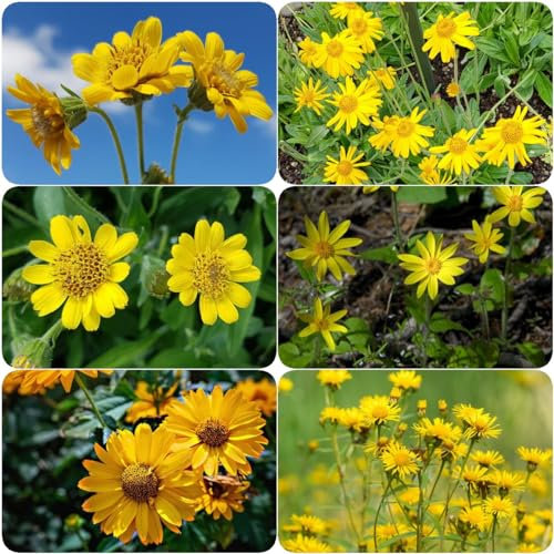 100 Pcs Arnika Samen Pflanzen - Kräuter Samen, Bonsai Samen, Gartendeko Für Draußen Arnika Samen Kaufen, Indoor Kräutergarten, Exotische Pflanzen Winterhart Kräutergarten Geschenk,