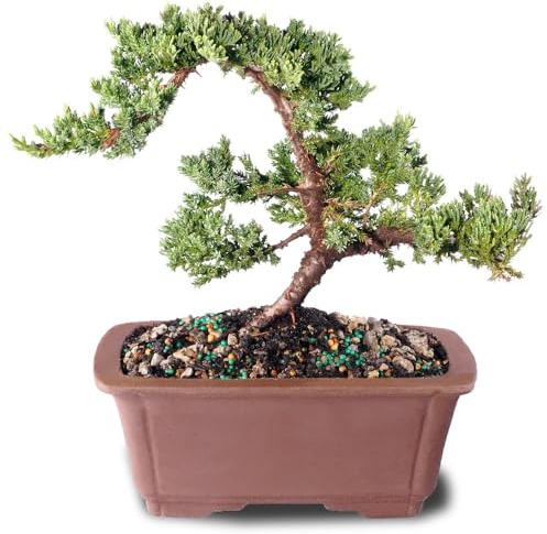 Brussel's Bonsai - Live Green Mound Juniper Bonsai Tree in Bonsai Pot, Outdoor Bonsai Tree Live Plant, 5 Years Old, 6-10 Inches Tall, Easy Care Evergreen Bonsai for Patio Garden Décor (Medium)