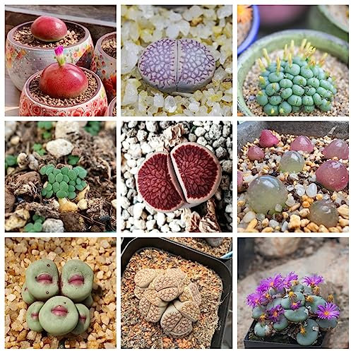 30 Pcs Lithops Lebende Steine Blumensaat, Balkonpflanzen Winterhart Mehrjährig Lithops Lebende Steine Pflanzen Sukkulenten Echte Pflanzen Blumensamen Als Gastgeschenk Succulent Plants