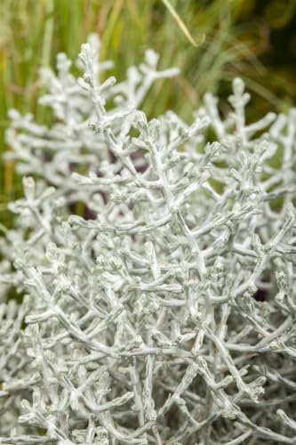 Calocephalus brownii 12-15 cm - Silberkörbchen, silbernes Laub, ideal für Kübel und Rabatten, winterhart, pflegeleicht
