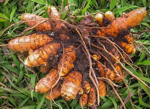 Shopmeeko Zum Verkauf 20 Pflanzen Kurkuma Curcuma Longa Heilkräuter Pflanzen Einfach zu züchten Garten Frische Bonsai Töpfe Pflanzen Pflanzen Kostenlose Shippin: Mehrfarbig