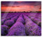 Wunderschöne Lavendel Provence Herdabdeckplatte & Spritzschutz aus Echtglas | Für Herd-Kochfelder | 60x52 cm