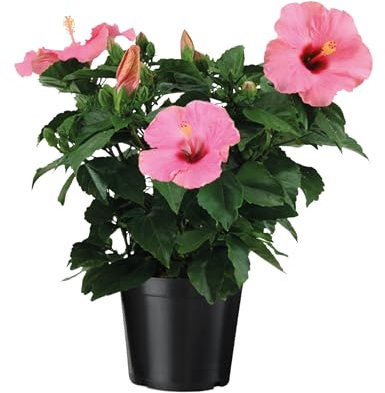 Plant in a Box - Rosa cinese - Hibiscus rosa-sinensis - Rosa - Altezza 40-50cm - ⌀17cm