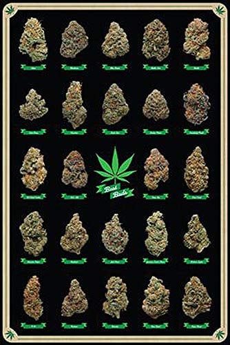 Close Up Cannabis Poster Best Buds Marijuana strains (61cm x 91,5cm) + a surprise poster!