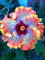 200 Stück 24 Farben Bonsai Hibiscus Blumensamen Hardy, Mischungsfarbe, DIY Hausgarten-Topfpflanze Pflanze, Bonsai-Samen Blume