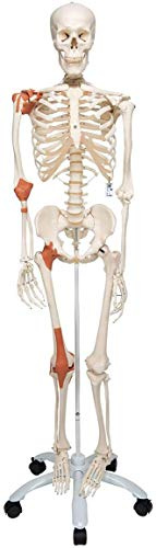 3B Scientific Menschliche Anatomie Skelett Leo - mit Gelenkbändern auf Metallstativ - Lebensgroß - A12 als Lernmodell oder Lehrmittel + kostenlose Anatomie App - 3B Smart Anatomy