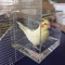 Baignoire spacieuse pour oiseaux, cage de douche, calopsitte et perroquet transparent avec crochets de suspension - Fournitures pour animaux domestiques - En acrylique - Pour nettoyer la maison -
