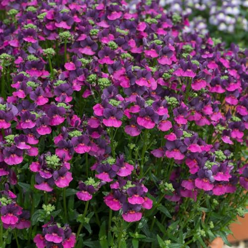 Nemesia 'Lady Lisa'. Plug Plant x 4. Sweetly Fragranced Perennial. Dark Pink and Purple Flowers. Available from Bedwen Plants