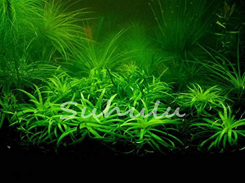 400 pcs/Bag Aquarium Plant Seeds Water Grasses Random Aquatic Plant Grass Seeds Indoor Beautifying Plant Seeds