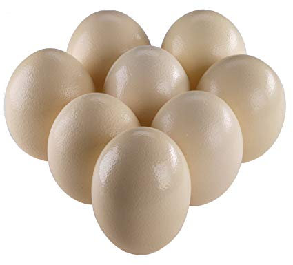 8 Straußeneier aus Südafrika - 1A Qualität - Straußenei - Größe ca. 13-16cm - naturbelassen, entleert, ausgeblasen und gereinigt