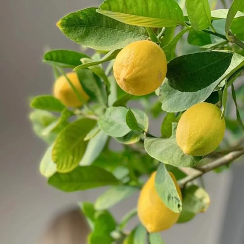 Zitronenbaum - geschenke für gärtner balkongewächshäuser obstpflanzen stauden winterhart mehrjährig zwergobstbäume winterhart steingartenpflanzen säulenobstbäume obstgarten 30Samen