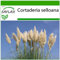 SAFLAX - Erba delle Pampas - 200 semi - Con substrato - Cortaderia selloana