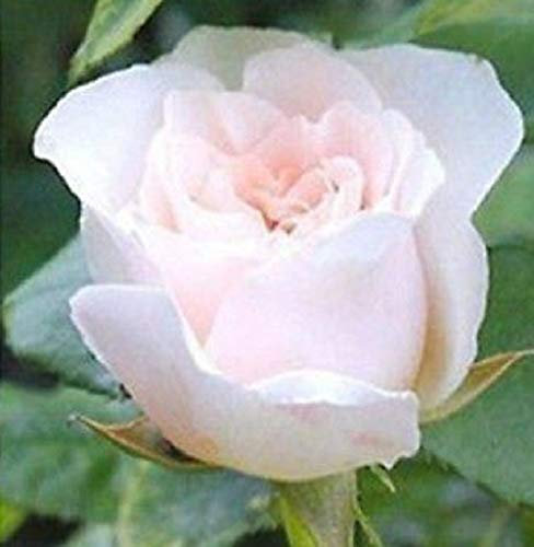 50 Semillas de Rosa Blancas (White Rose Seeds)