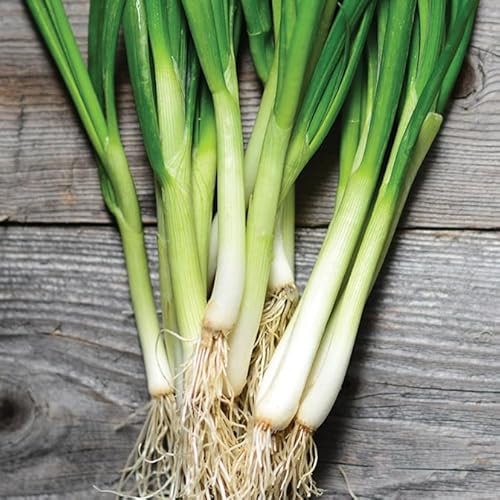 Gardeners Kitchen - Spring Onion Plants - 'F1 Lisbon' 6 X Medium Plug Vegetable Plants