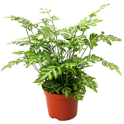 Planta de helecho Pteris Evergemiensis Silver Lace para hogar u oficina (25-35cm en maceta)