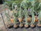 Cedrus deodara Eisregen - Himalaya-Zeder Eisregen - 100-125cm