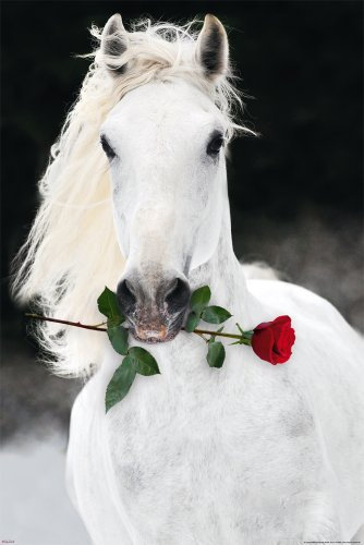 empireposter - Pferde - Lipizzaner mit Rose - Größe (cm), ca. 61x91,5 - Poster, NEU -